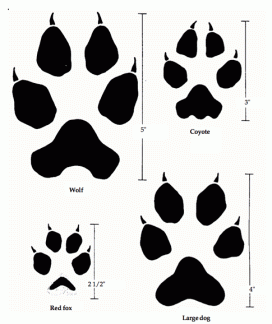 Paw prints to look for-