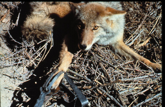 coyote-caught-in-leghold-trap