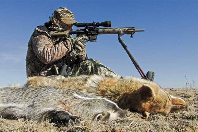 coyote-hunting-tactics